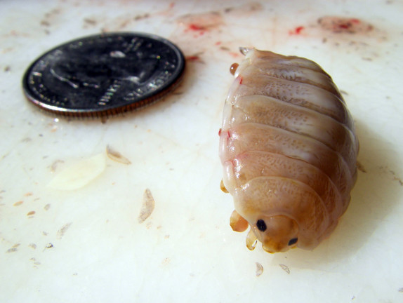 Parasitic Isopod