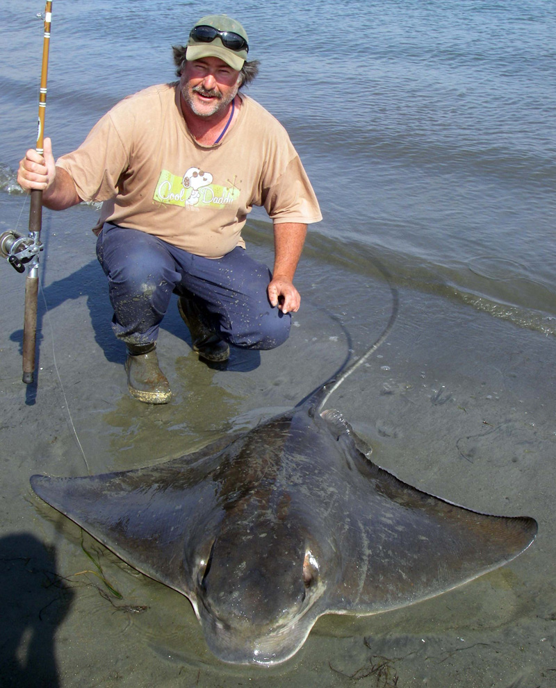 Bat Ray Fishing Southern California Bays 