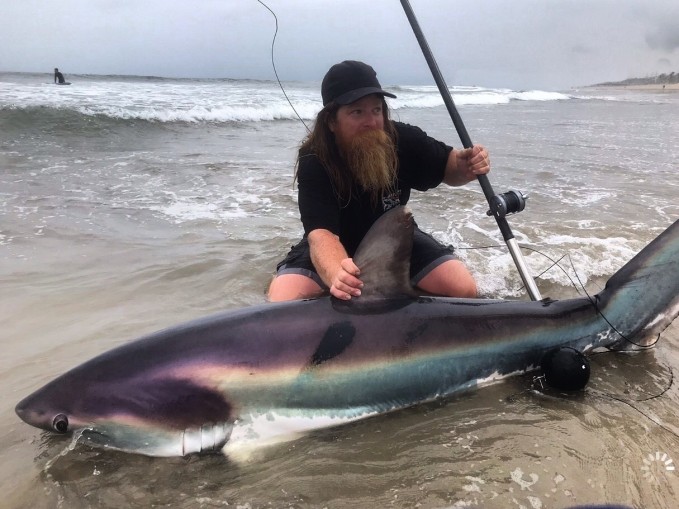 Thresher Sharks from the Surf 