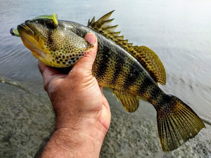 Spotted Bay Bass